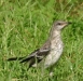 northern mockingbird juvenile durham 82204.JPG